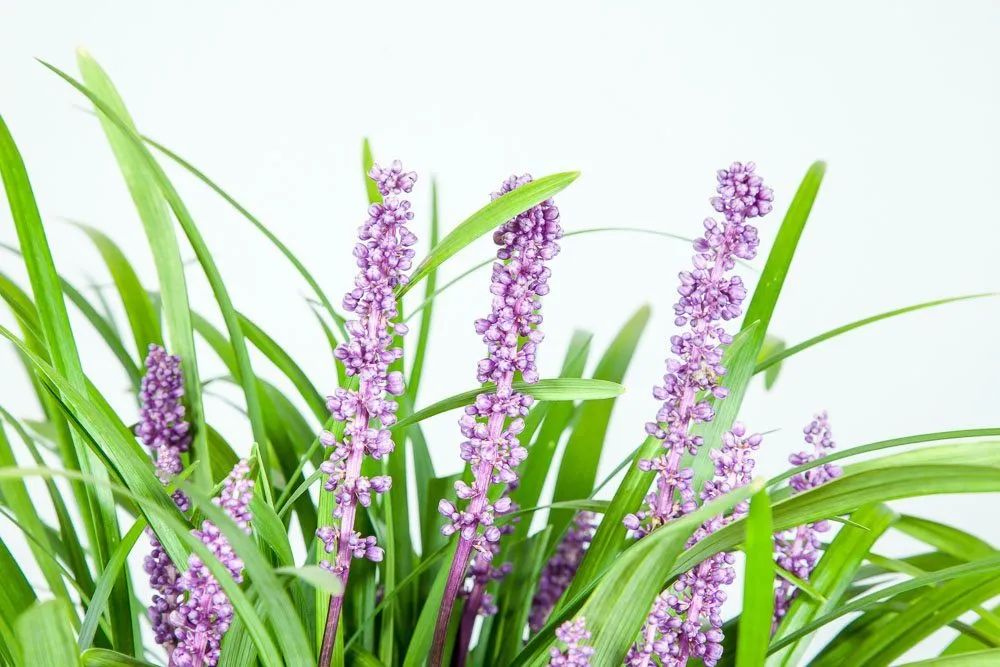 Liriope Royal Purple Shrub