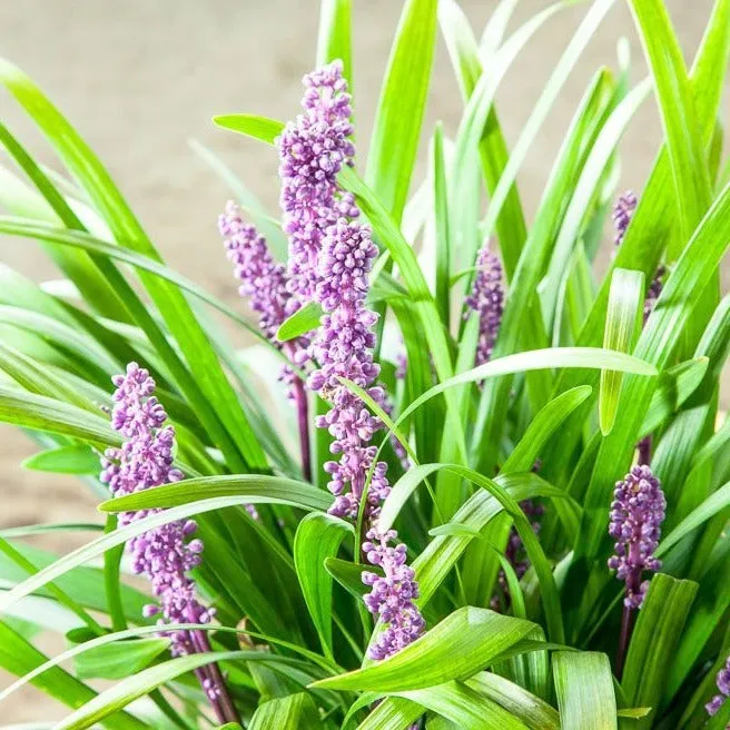 Liriope Royal Purple Shrub