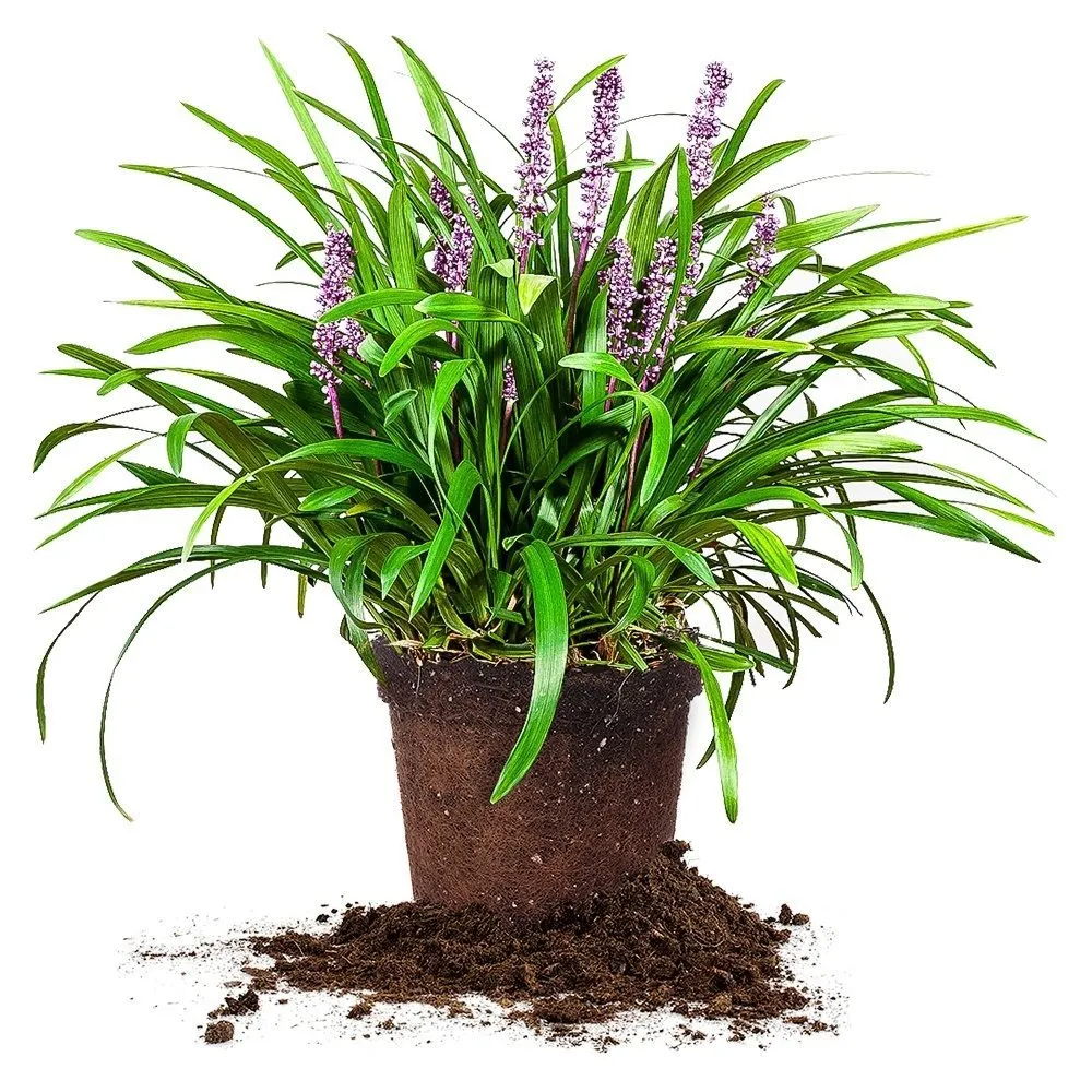 Liriope Royal Purple Shrub