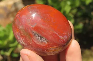 Polished Podocarpus Petrified Wood Palm Stones x 12 From Mahajanga, Madagascar