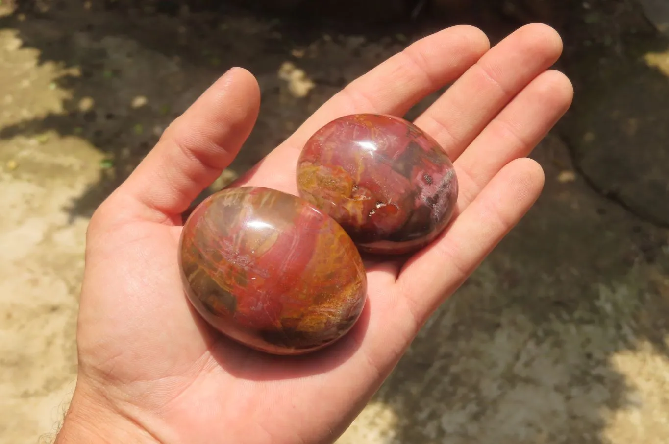 Polished Podocarpus Petrified Wood Palm Stones x 12 From Mahajanga, Madagascar