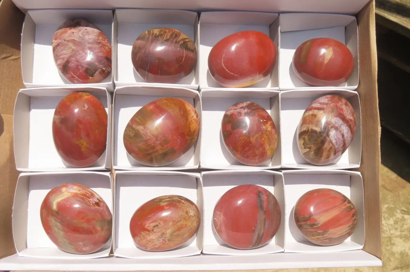 Polished Podocarpus Petrified Wood Palm Stones x 12 From Mahajanga, Madagascar