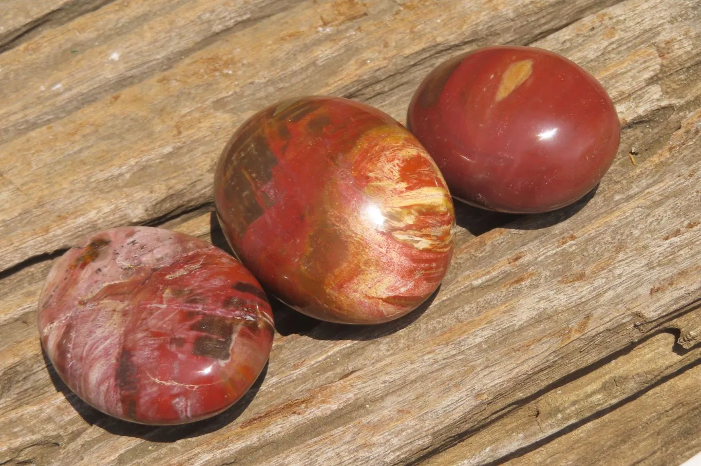 Polished Podocarpus Petrified Wood Palm Stones x 12 From Mahajanga, Madagascar