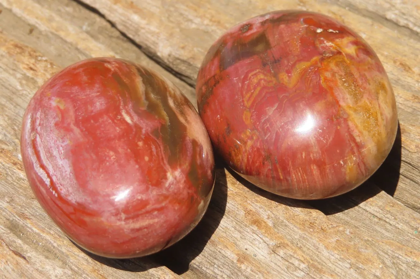 Polished Podocarpus Petrified Wood Palm Stones x 12 From Mahajanga, Madagascar