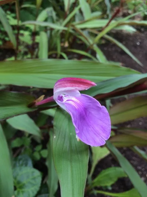 Roscoea purpurea 'Spice Island' (Hardy Alpine Ginger)